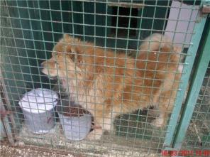 Чау-чау, кобель, в добрые руки