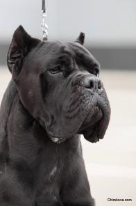 ���� ����� - ������ ����� �����