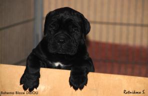 ���� ����� - ������ ����� �����