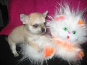 ��������� ������� ��������