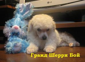 ����� ����������� ������ ����� �������