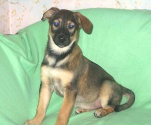 ��������� ������� �������, ����� 2,5 ���!