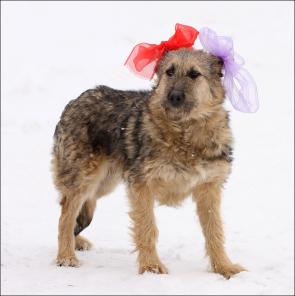 �������� �������� ����, �������� �������!