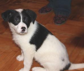 �����, ����� ����� 2,5 ���. � ���