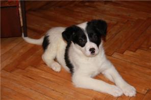 �����, ����� ����� 2,5 ���. � ���