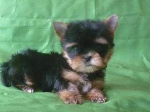 ����������� ������  -  ������������ ����� !