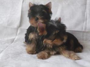 ����������� ������  -  ������������ ����� !