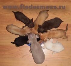 ���-������� ������ ������� 10-15 �.�.