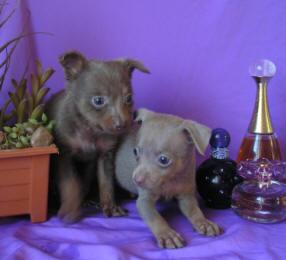 ���-������� ������ ������� 10-15 �.�.