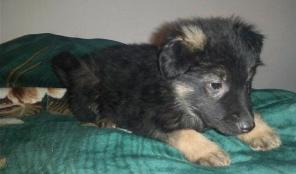 �����-���������� 3 ���. � ���