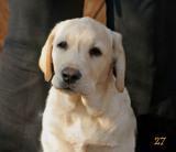 ������� ����� ���������