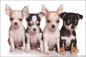 ����� ��������