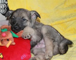 ����� ������ 1.5 ������-�������� � �������