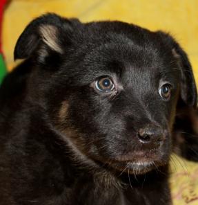 ����� ������ 1.5 ������-�������� � �������