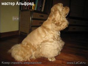 ����� ��� ����� � ����� �������������-������� + �����