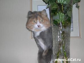 ����� ��� ����� � ����� �������������-������� + �����