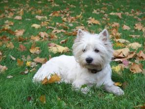 ����� ���� ������� ���� �������