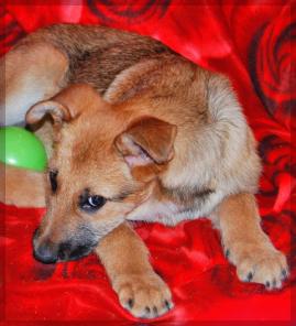 �������� �� ���������