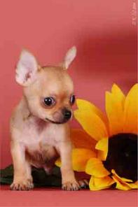 �������� ����������