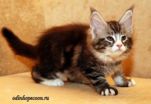 Котята мейн-куны разных окрасов