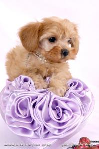 ������������� �������