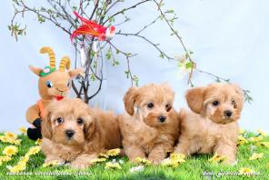 ������������� �������