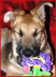 �������� �� �������