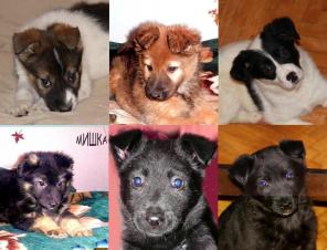 ����� ������������, ������� �������.