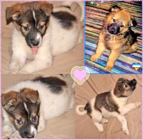 ����� ������������, ������� �������.