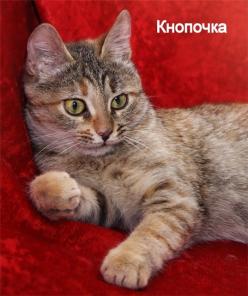 В дар очаровательная малышка Кнопочка, 4 мес.