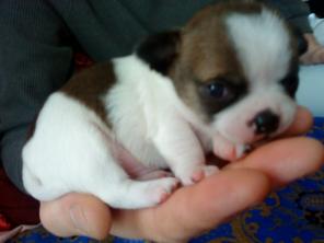 ����� ��������.