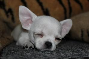 ��������  �������� ������ ���������� ������ ������������ �������