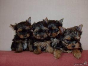 ����������� ������  �������  ��� � ������� ��������