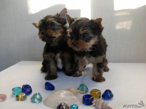 ����������� ������  �������  ��� � ������� ��������