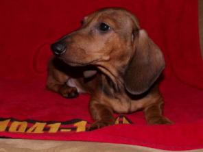 �������� �������-������� ����� �����