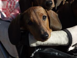 �������� �������-������� ����� �����