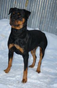 ��������� ���� ��� �������