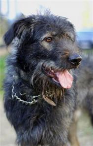 Молодой и очень общительный пес ищет новую семью