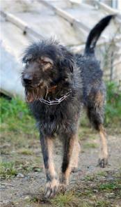 Молодой и очень общительный пес ищет новую семью