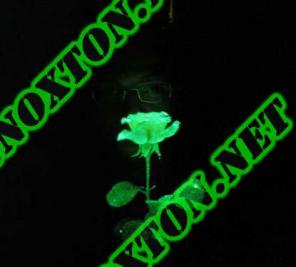        33   Noxton Technologies!