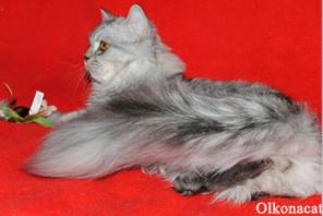Котята шотландские ХАЙЛЕНД-страйт.
