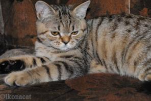 Котята шотландские страйт Браун-табби пятностого окраса.