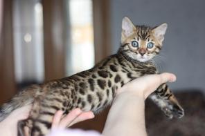 Подрощенная бенгальская кошечка и котята