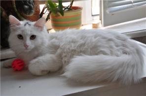      (8 .,  )