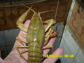 ����� ���� �����