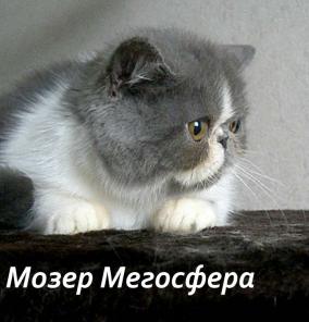 Би-колорный экзотический котик