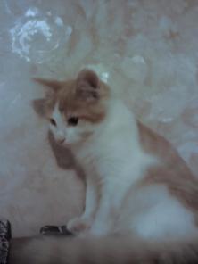 Котёнок 4 месяца ищет свой домик и любящую семью.