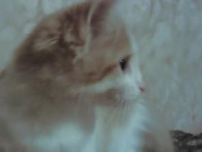 Котёнок 4 месяца ищет свой домик и любящую семью.