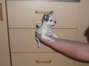 �������� ����� ������� ����