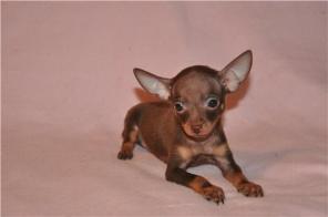 Той-терьер щенки есть мини